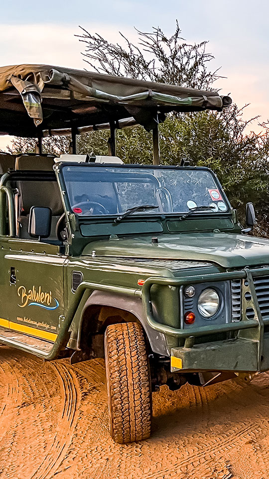 Kruger National Park Day Trip
