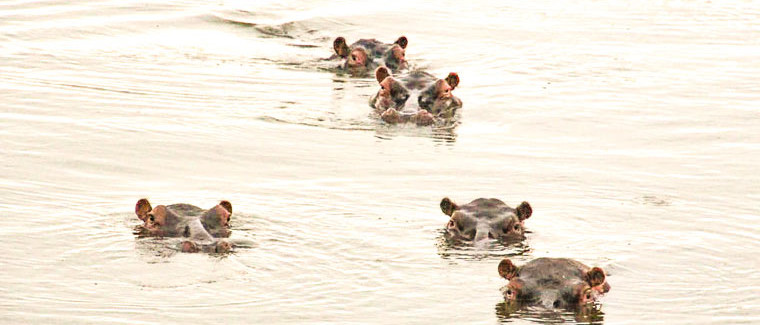 Nature-based lodge with views of swimming hippos - experience the sublime beauty of these endangered animals.