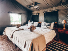 Experience wild adventures and luxurious comfort at our safari lodge.