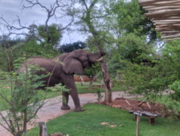 Take in the splendor of South Africa's wildlife at our safari lodge.