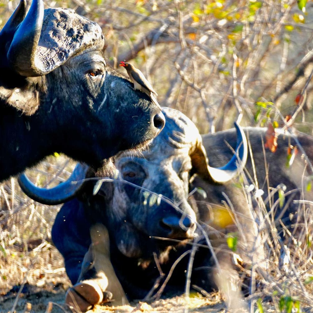 South-African-Buffalo-Safari-Excursion-in-Greater-Kruger-National-park-from-Baluleni-Safari-Lodge