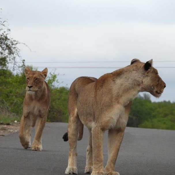 Experience lions up close in the wilderness of Kruger National Park.