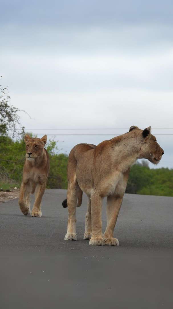 Experience lions up close in the wilderness of Kruger National Park.